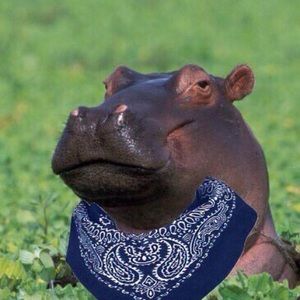 Meet your Posher, Shaun